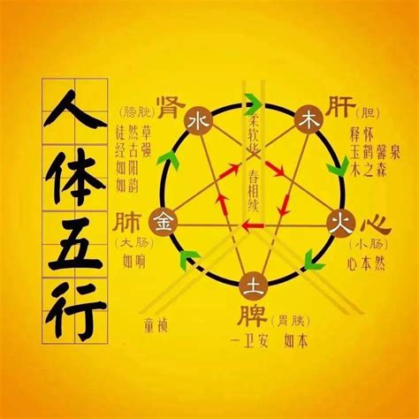 木火金水|五行（对万事万物的取象比类）